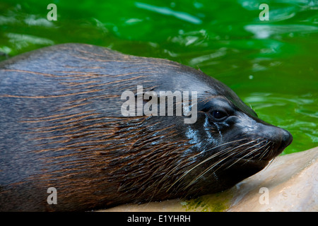 Brown fur seal (Arctocephalus pusillus), also known as the Cape fur seal, South African fur seal and the Australian fur seal Stock Photo