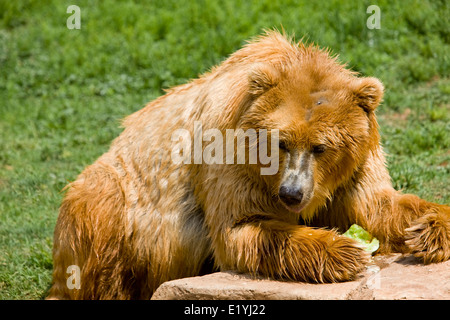 Kodiak bear (Ursus arctos middendorffi), also known as the Kodiak brown bear or the Alaskan grizzly bear Stock Photo