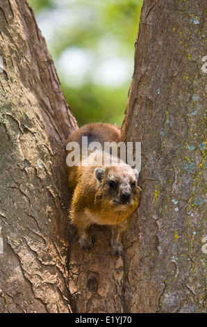 Rock hyrax or rock badger (Procavia capensis; also called the Cape hyrax) Stock Photo