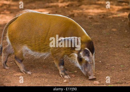 Red river hog (Potamochoerus porcus), also known as the bush pig Stock Photo