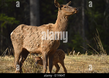 A mother elk with a new baby standing in an open area Stock Photo