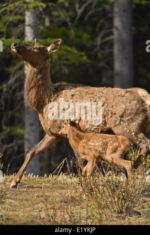 A mother elk with a new baby moving quickly toward the safety of the dense forest Stock Photo