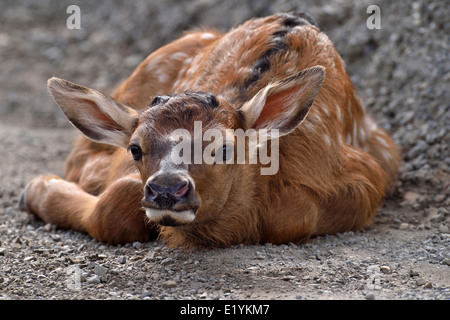 A close up image of a newborn elk calf laying down in a low position to hide Stock Photo