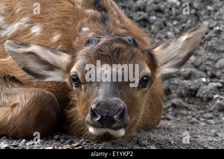 A close up image of a newborn elk calf laying down in a low position Stock Photo