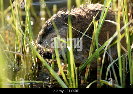 A side view of an adult muskrat feeding on green vegetation Stock Photo