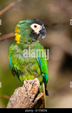 Golden-collared Macaw or Yellow-collared Macaw (Primolius auricollis ) Stock Photo