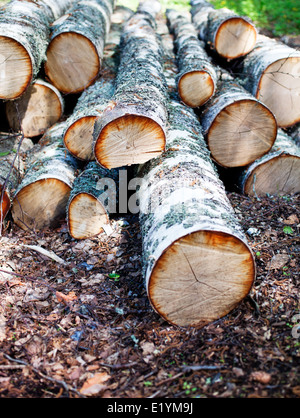 Branches of birch tree in piles Stock Photo