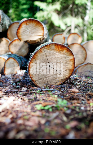Branches of birch tree in piles Stock Photo