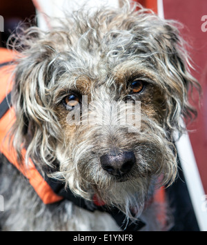 Terrier dog looking at camera whilst wearing his lifejacket on board a canal boat adjacent to Ashton chips Manchester Stock Photo