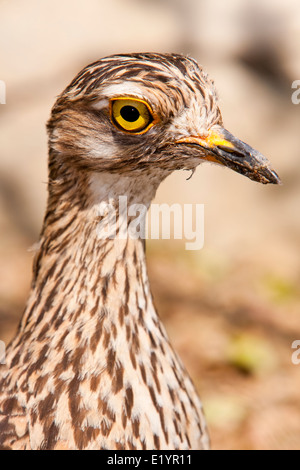 Portrait of a spotted thick-knee (Burhinus capensis) also known as the spotted dikkop or Cape thick-knee Stock Photo