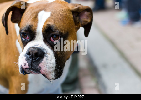 TORONTO, CANADA - 8 JUNE 2013  : Various dogs taking part in woofstock festival in Toronto,Canada. Stock Photo