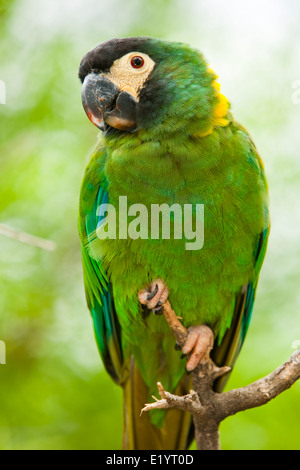 Golden-collared Macaw or Yellow-collared Macaw ( Propyrrhura auricollis ou Primolius auricollis ) Stock Photo