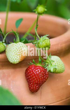 Fragaria × ananassa. Strawberries growing in a terracotta pot. Stock Photo
