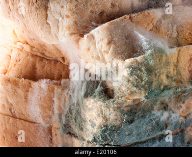 Closeup mouldy bread. Stock Photo