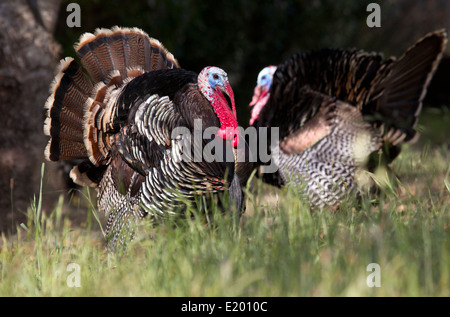 Two Tom Turkeys Face to Face Stock Photo - Alamy