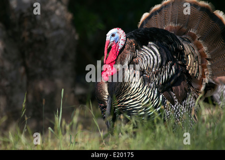 Tom Turkey in Breeding Plumage Stock Photo