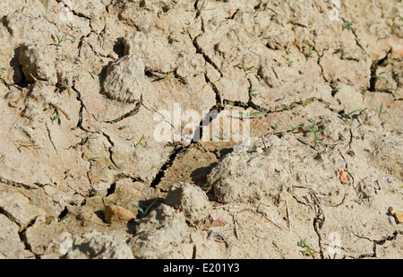 arid dry soil during a famine in drought without water 2 Stock Photo