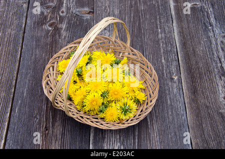 fresh spring dandelion healthy flowers in wicker basket Stock Photo