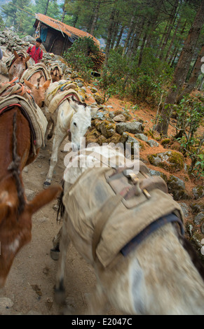 Lukla Nepal. Donkey caravan walking across suspension bridge near Solukhumbu remote Mt Everest 58 Stock Photo