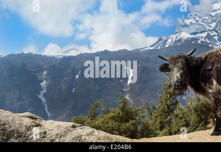 Nepal Dzo yak standing with mountains in background outside of Namche Bazarre remote Mt Everest Stock Photo