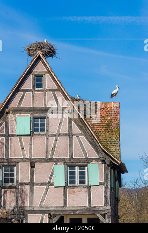 stork nests on the roof of a half-timbered house, écomusée d´alsace, ungersheim, alsace, france Stock Photo