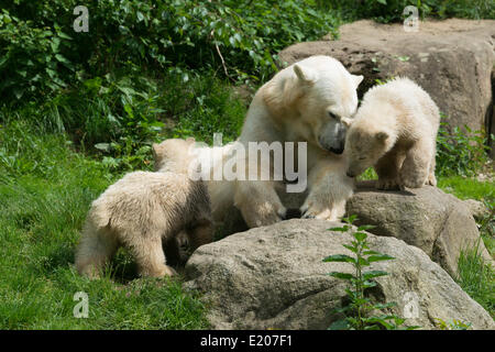 Polar Bears (Ursus maritimus), female Giovanna playing with her cubs Nela and Nobby, 6 months, Hellabrunn, Munich, Upper Bavaria Stock Photo