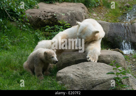 Polar Bears (Ursus maritimus) female Giovanna playing with her cubs Nela and Nobby, 6 months, Hellabrunn, Munich, Upper Bavaria Stock Photo