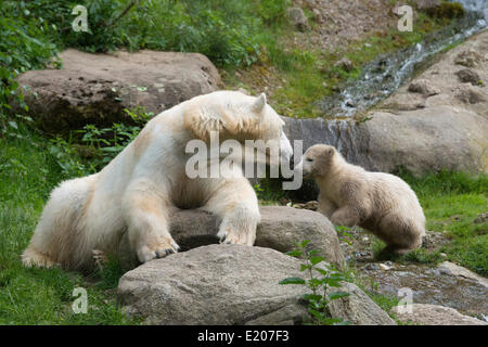 Polar Bears (Ursus maritimus) female Giovanna playing with her cub, 6 months, Hellabrunn, Munich, Upper Bavaria, Bavaria Stock Photo