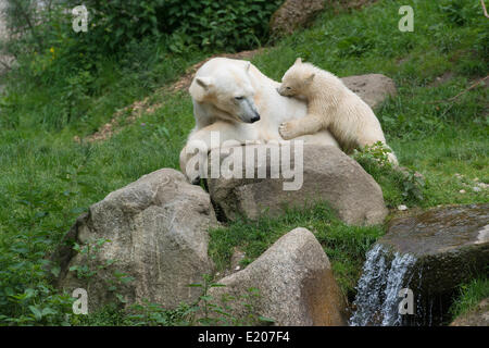 Polar Bears (Ursus maritimus) female Giovanna playing with her cub, 6 months, Hellabrunn, Munich, Upper Bavaria, Bavaria Stock Photo