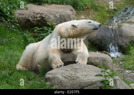 Polar bear (Ursus maritimus) female Giovanna, Hellabrunn, Munich, Upper Bavaria, Bavaria, Germany Stock Photo