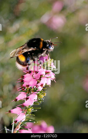 Bumblebee (Bombus terrestris) on winter heather flowers, Tyrol, Austria Stock Photo