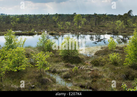 Bog pond on the trail in the Schwarzes Moor nature reserve, high moor, Rhön Biosphere Reserve, Fladungen, Bavaria, Germany Stock Photo