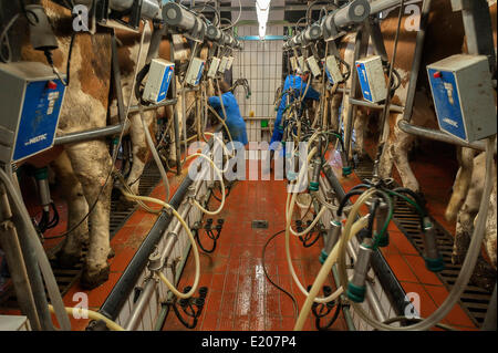 Cows being milked in a herringbone milking parlor, Bavaria, Germany Stock Photo