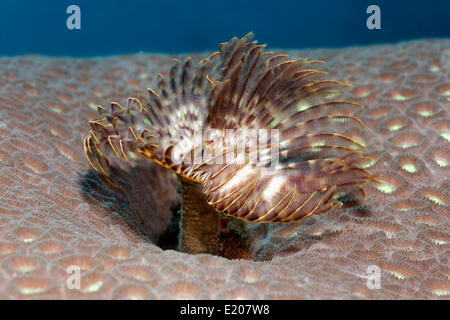 Feather Duster Worm (Sabellastarte sp.), on stony coral, Sabang Beach, Puerto Galera, Mindoro, Philippines Stock Photo