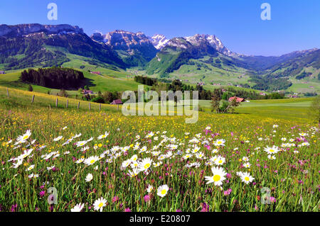 Flower meadow in the Appenzell region, with views of the Alpstein massif with Mt Santis and Mt Altmann