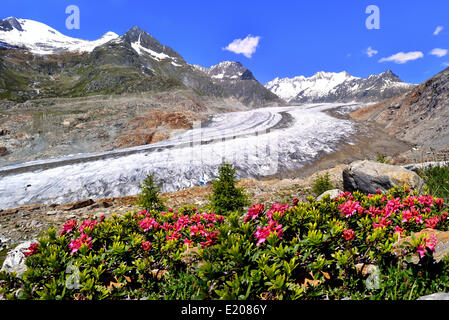 Great Aletsch Glacier, UNESCO World Heritage Site, alpenroses at the front, Riederalp, Bettmeralp, Canton of Valais, Switzerland Stock Photo