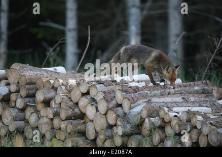 Red Fox (Vulpes vulpes), wet from the morning dew, on a pile of wood on the edge of a forest, Allgäu, Bavaria, Germany