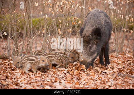 Wild Boars (Sus scrofa), sow and piglets, captive, North Rhine-Westphalia, Germany Stock Photo