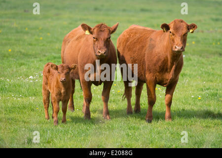 Domestic Cattle (Bos primigenius taurus) cows with a calf standing on a pasture, Lower Saxony, Germany Stock Photo