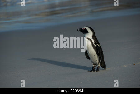 Jackass Penguin or African Penguin (Spheniscus demersus) on a beach, Boulders Beach, Simon's Town, Western Cape, South Africa Stock Photo