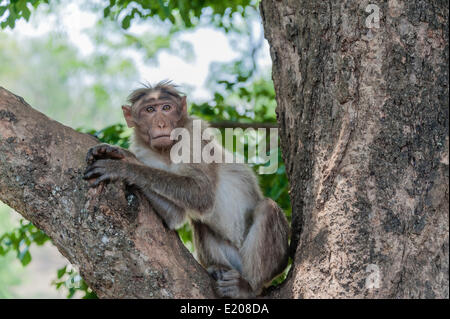 Rhesus monkey (Macaca mulatta), Mudumalai Wildlife Sanctuary, Tamil Nadu, India Stock Photo