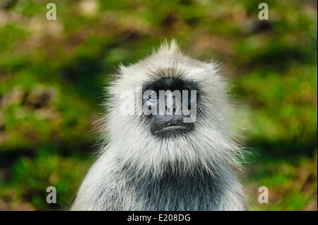 Gray langur (Semnopithecus sp.), Mudumalai Wildlife Sanctuary, Tamil Nadu, India Stock Photo