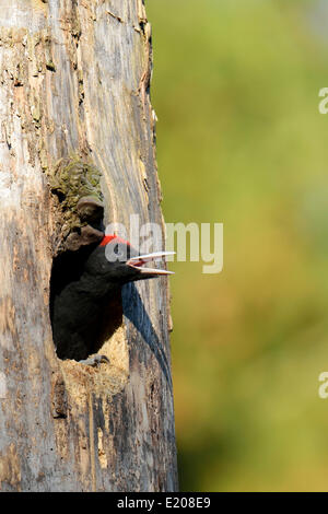 Black Woodpecker (Dryocopus martius), young bird looking out of the nest hole, screaming, Biebrza National Park, Poland Stock Photo