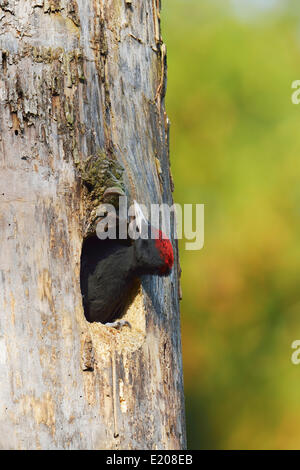 Black Woodpecker (Dryocopus martius), young bird looking out of the nest hole, Biebrza National Park, Poland Stock Photo