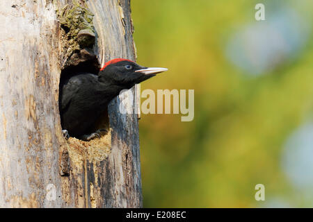 Black Woodpecker (Dryocopus martius), young bird looking out of the nest hole, Biebrza National Park, Poland Stock Photo