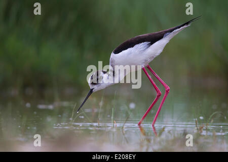 Black-winged Stilt (Himantopus himantopus) foraging, Lake Neusiedl, Austria Stock Photo