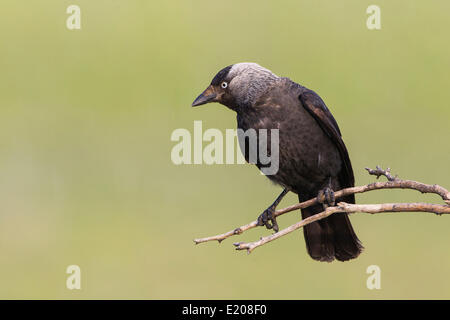 Jackdaw (Corvus monedula) sitting on branch, Lake Neusiedl, Austria Stock Photo