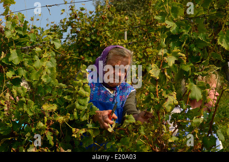 Grape picker at the Crnko family run vineyard. Maribor region of Podravje wine country. Slovenia Stock Photo