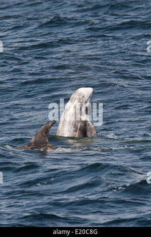 Risso's Dolphin (Grampus griseus) spyhopping. Monterey, California, Pacific Ocean. Stock Photo