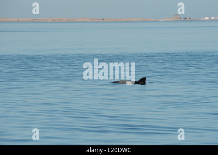Haviside's dolphin (Cephalorhynchus heavisidii), or alternatively Heaviside's dolphin, surfacing. Walvis Bay, Namibia. Stock Photo